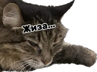 🫣 emoji Дарья Легенда Telegram sticker 21 of 61