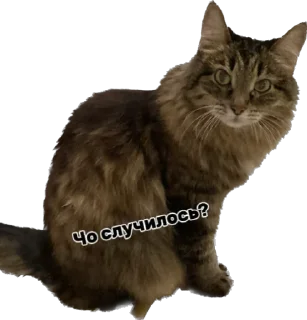 🤨 emoji Дарья Легенда Telegram sticker 5 of 61