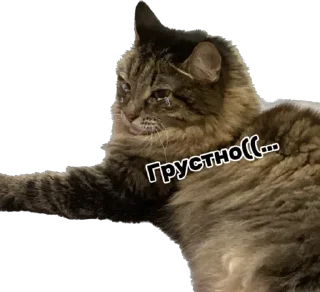 😢 emoji Дарья Легенда Telegram sticker 16 of 61
