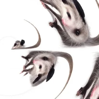 🤨 emoji опоссумы Telegram sticker 22 of 29