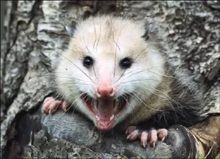 😛 emoji опоссумы Telegram sticker 15 of 29
