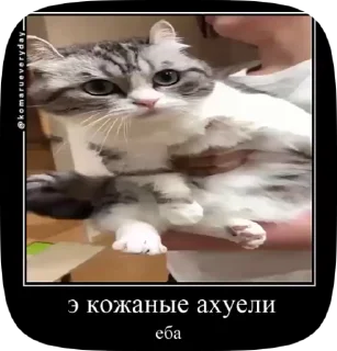 Sticker from ахуенни кот