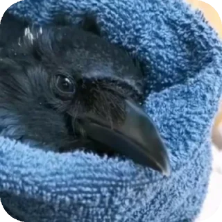 🧶 emoji вороны от брайна Telegram sticker 9 of 15