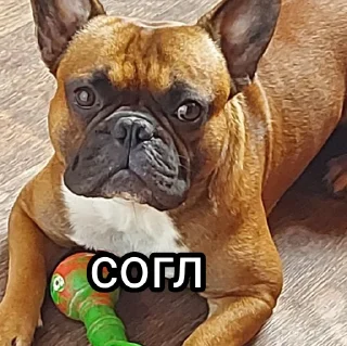 😑 emoji Жора Telegram sticker 15 of 61