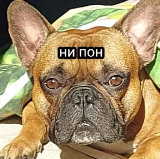 😑 emoji Жора Telegram sticker 23 of 61