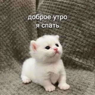 Sticker from CatsAreCute