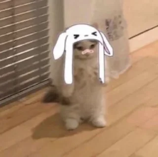 🤍 emoji котятки Telegram sticker 12 of 14