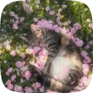 Sticker from Cat core