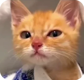 🌟 emoji Енотик Telegram sticker 13 of 43