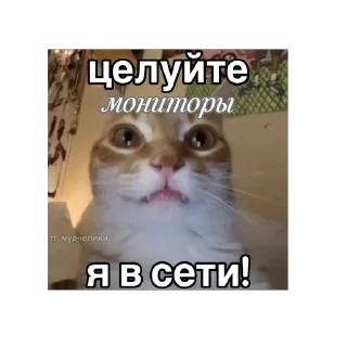 🫥 emoji Енотик Telegram sticker 21 of 43