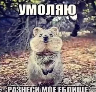 🌟 emoji Пісєчки-Попочки Telegram sticker 7 of 64