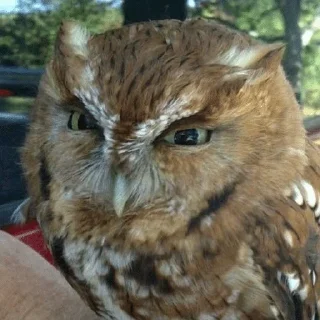 😡 emoji The Owl Society :: @Trudodaga Telegram sticker 7 of 50