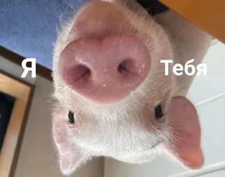 ❤️ emoji Хрюшки Telegram sticker 17 of 34