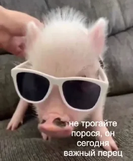 😎 emoji Хрюшки Telegram sticker 16 of 34