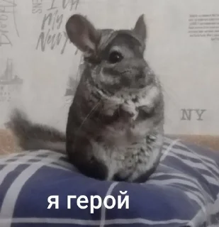 🌟 emoji Шусинятки Telegram sticker 9 of 43