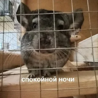 🌟 emoji Шусинятки Telegram sticker 11 of 43