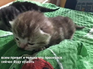 Sticker from Коты на каждый день 😼