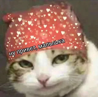 😍 emoji Коты на каждый день 😼 Telegram sticker 24 of 107