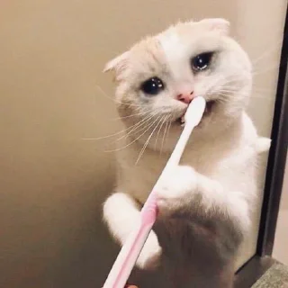 🥺 emoji Коты на каждый день 😼 Telegram sticker 20 of 107