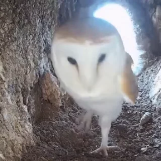 🦉 emoji сон деда Telegram sticker 7 of 86