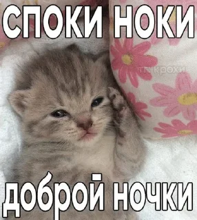 Sticker from Котик