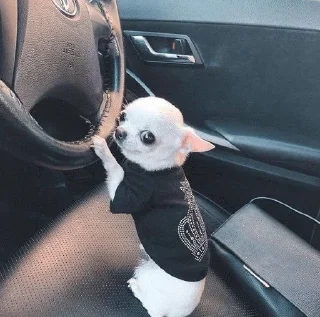 🚘 emoji собачульки Telegram sticker 15 of 76
