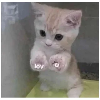 ❤️ emoji Cute kitties Telegram sticker 9 of 106