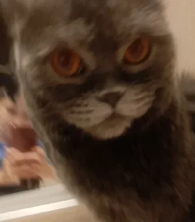 😼 emoji Люти пон Telegram sticker 7 of 24