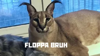 😺 emoji Bruh Moment Telegram sticker 14 of 69