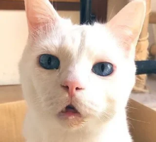 😦 emoji котяра Telegram sticker 13 of 31