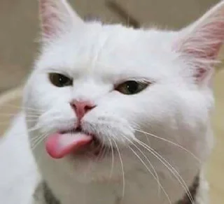😝 emoji котяра Telegram sticker 14 of 31