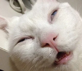 🤪 emoji котяра Telegram sticker 2 of 31