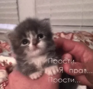 Sticker from Тупые котята