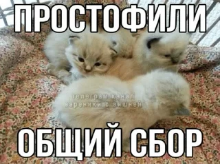 🌟 emoji Тупые котята Telegram sticker 15 of 64