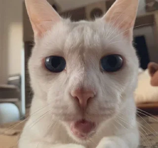 😟 emoji котяра Telegram sticker 19 of 31