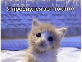 🌟 emoji Тупые котята Telegram sticker 17 of 64