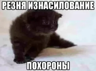 Sticker from Котики чееел @pesenki_shani
