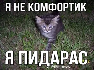 🌟 emoji котьки хехе Telegram sticker 15 of 51