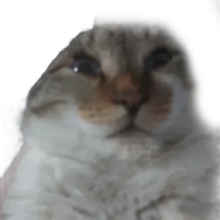 😶 emoji Котики Telegram sticker 23 of 66