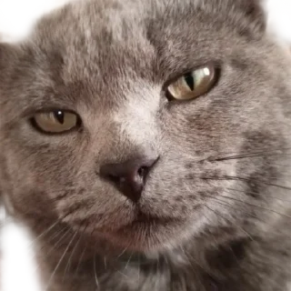 😐 emoji Котики Telegram sticker 13 of 66