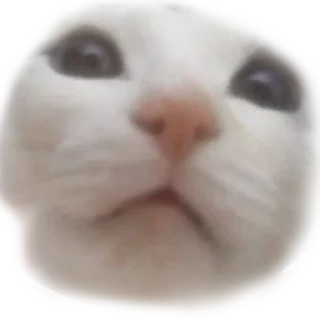 🥺 emoji Котики Telegram sticker 4 of 66