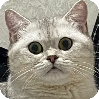 🫥 emoji ЕВА И МИРАНА Telegram sticker 21 of 58