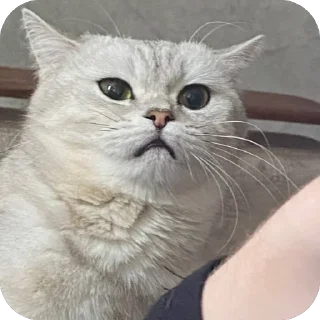 🫥 emoji ЕВА И МИРАНА Telegram sticker 7 of 58