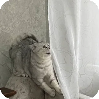 🫥 emoji ЕВА И МИРАНА Telegram sticker 11 of 58
