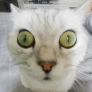 🥹 emoji ЕВА И МИРАНА Telegram sticker 1 of 58