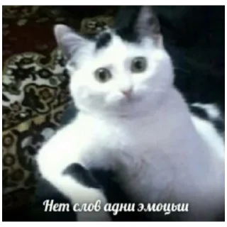 💔 emoji панки хуй Telegram sticker 13 of 44
