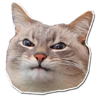 Sticker from Котончик - @Tg_stickersu