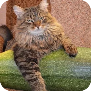 👍 emoji Позорище Telegram sticker 10 of 12