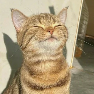 ☺️ emoji котята Telegram sticker 16 of 107
