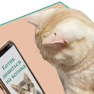 📱 emoji ♡Примарні котики♡ Telegram sticker 14 of 36